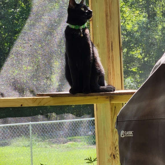 Meet your Posher, Sabra - Picture 6 of 6